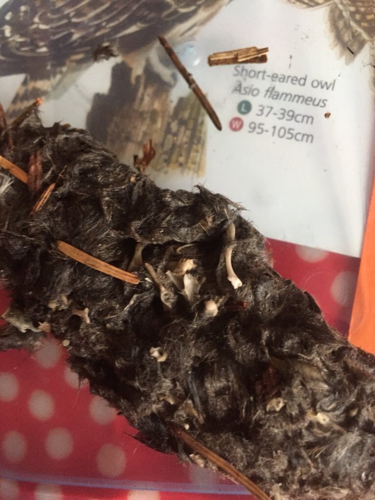 jotwituk's tweet photo. Been busy dissecting owl pellets using our brilliant FSC foldout information brochure. We love these in our house @FSCPublications #fscpublications https://t.co/Gvx5PWGZ9c
