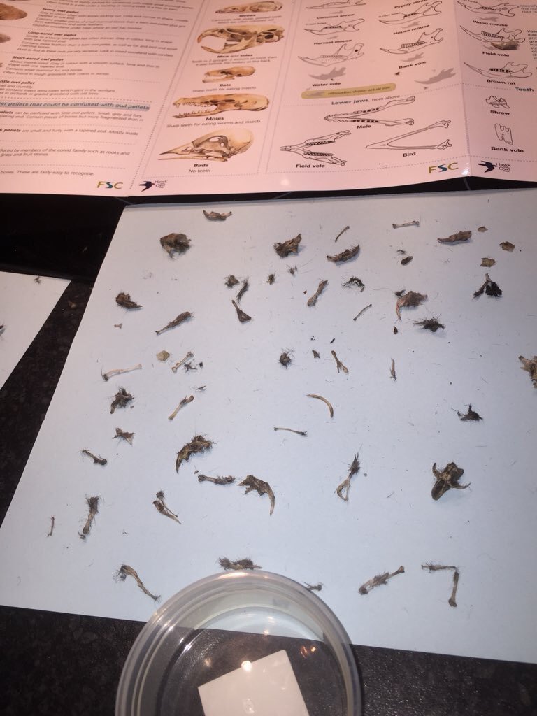 jotwituk's tweet photo. Been busy dissecting owl pellets using our brilliant FSC foldout information brochure. We love these in our house @FSCPublications #fscpublications https://t.co/Gvx5PWGZ9c