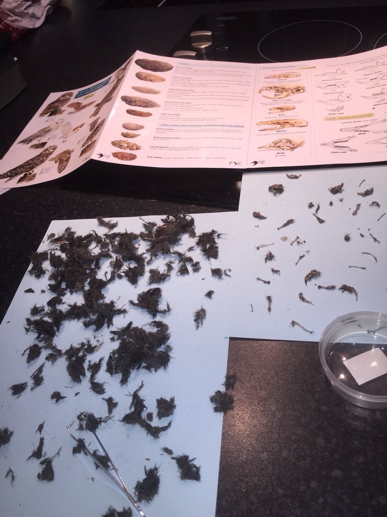 jotwituk's tweet photo. Been busy dissecting owl pellets using our brilliant FSC foldout information brochure. We love these in our house @FSCPublications #fscpublications https://t.co/Gvx5PWGZ9c