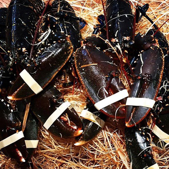 BistroMer's tweet image. Oosterschelde kreeften @BistroMer! 500gr 45.00euro.
Gekookt,gegrild, of thermidor,
nog de hele maand juni verkrijgbaar!!
tot ziens
#bistromer #bistro #seafood #denhaag #Foodies 
#lobster #kreeft #freshfood