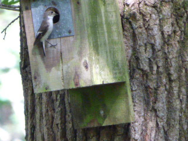 A nice afternoon at Nagshead rspb.1 pair Redstart,2 pairs of Pied flycatchers and a Spotted flycatcher were the highlights.