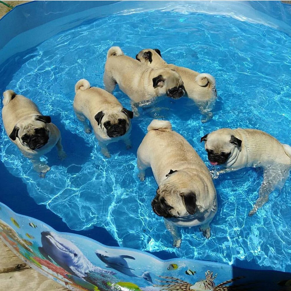 pugs's tweet photo. Pug Pool Party 😂💦✨ https://t.co/P0REifUWWD