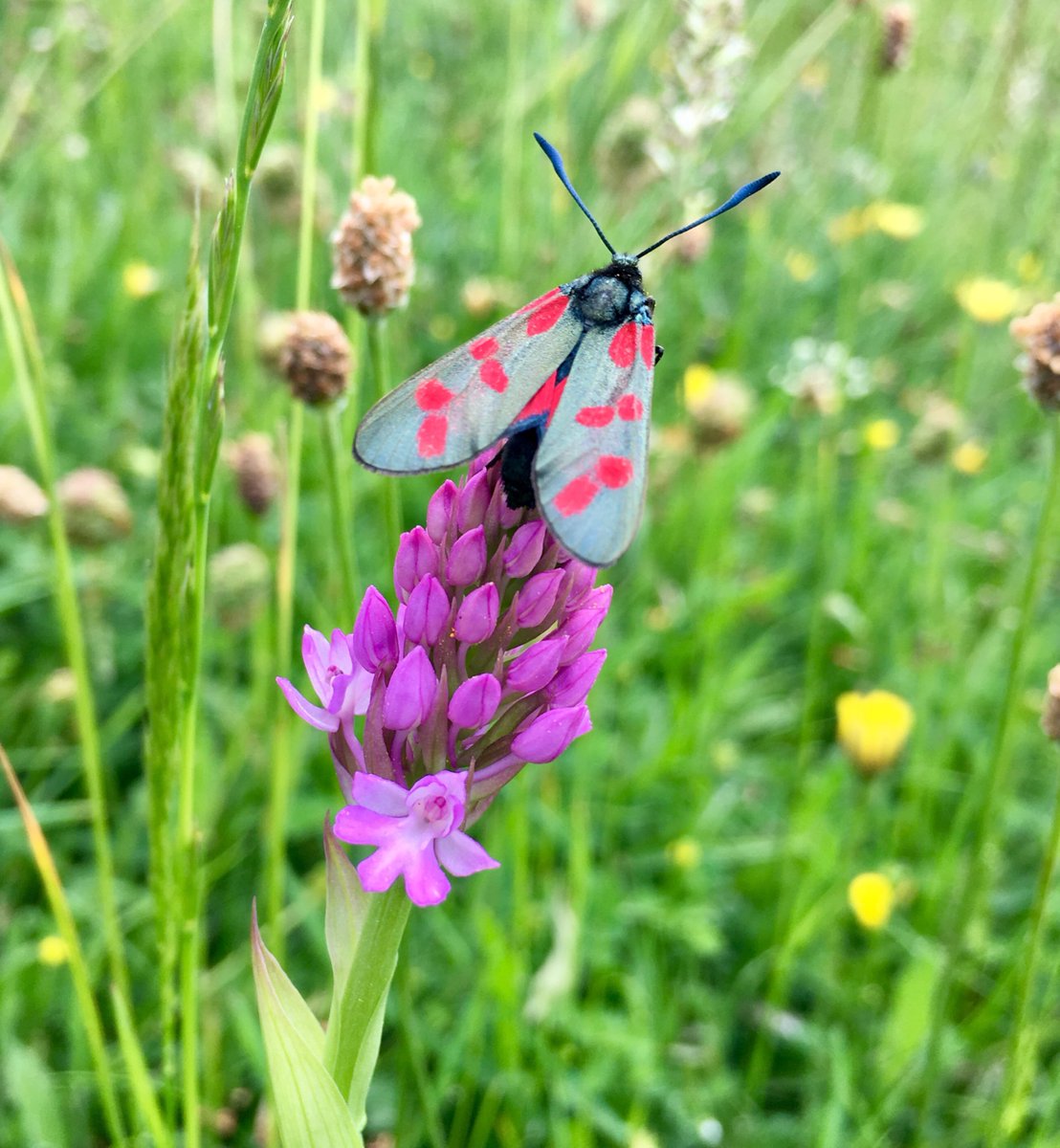 ericadrawing's tweet photo. Just perfect! #moth #orchid #pyramidalorchid #sixspotburnetmoth #somerset #inspiration #summer https://t.co/fxRJ4Tr6OS