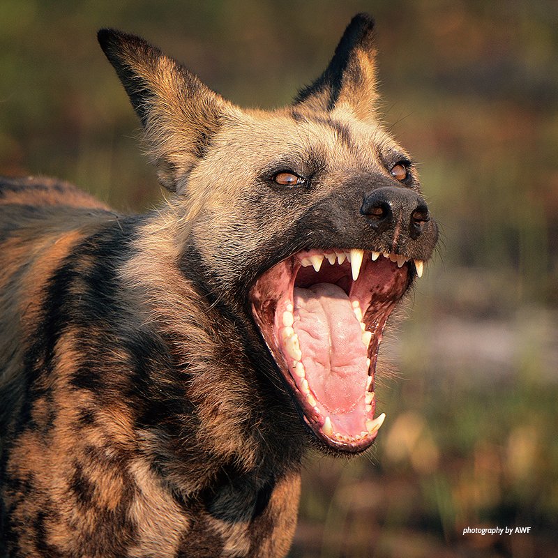 What Is The Largest Wild Dog what-is-the-largest-wild-dog