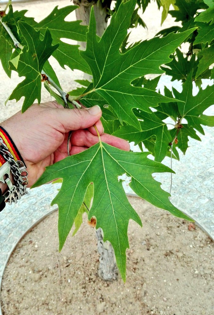Paco_Almanzor's tweet photo. Se me ha acelerado el corazón al encontrarme un plátanus orientalis en Madrid Río. El plátanus orientalis es el padre de nuestro plátanus x Hispánica, o plátano de sombra. Necesito una terraza y una jarra de cerveza para recuperarme del susto. 👇 https://t.co/aums5wAyyv