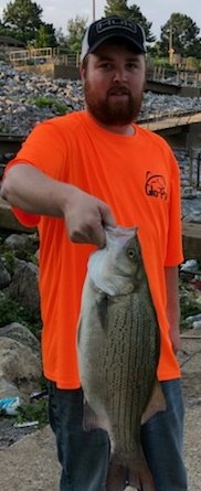 BreamBassBeyond's tweet photo. Took a break from the largemouth today for a little action down at the dam, here's the best ones from the day! Repping the @GloProLures shirt! https://t.co/paI0Ux7gaB