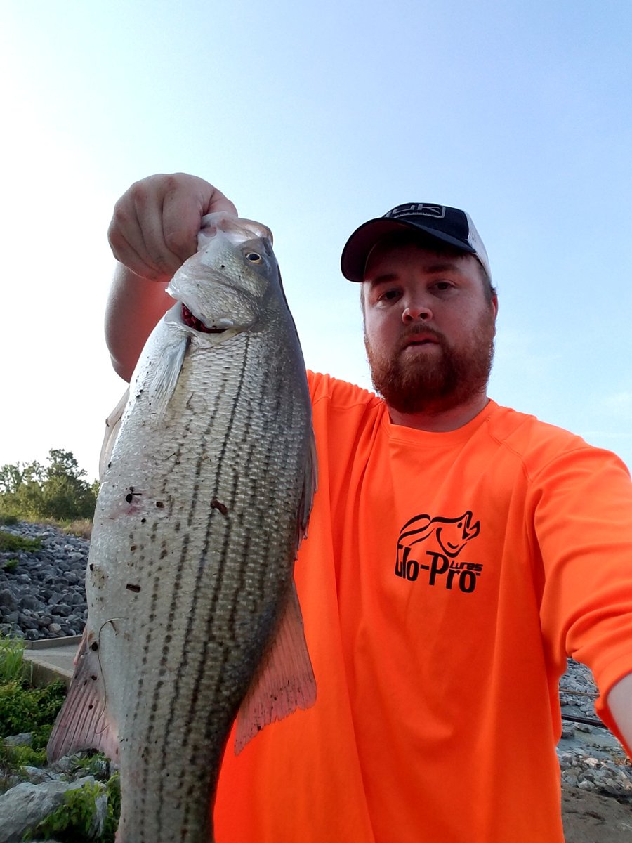 BreamBassBeyond's tweet photo. Took a break from the largemouth today for a little action down at the dam, here's the best ones from the day! Repping the @GloProLures shirt! https://t.co/paI0Ux7gaB
