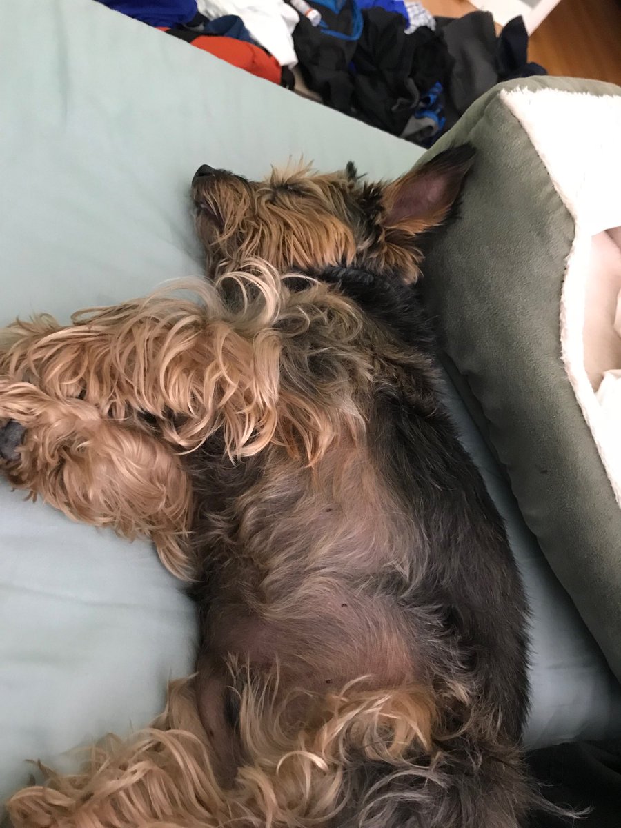 Naturist_in_CNY's tweet image. Apparently it&apos;s nap time and this one knows it. Snoring up a storm. #sleepyhead #sleepydoggo #doggo #YorkshireTerrier
