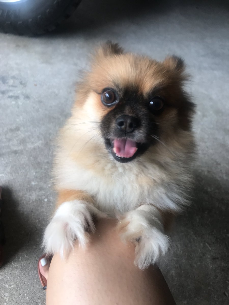 manchaboricua's tweet photo. @P00LXR She’s adorable! I need to put mine as my header https://t.co/iW5Zfv2LBz