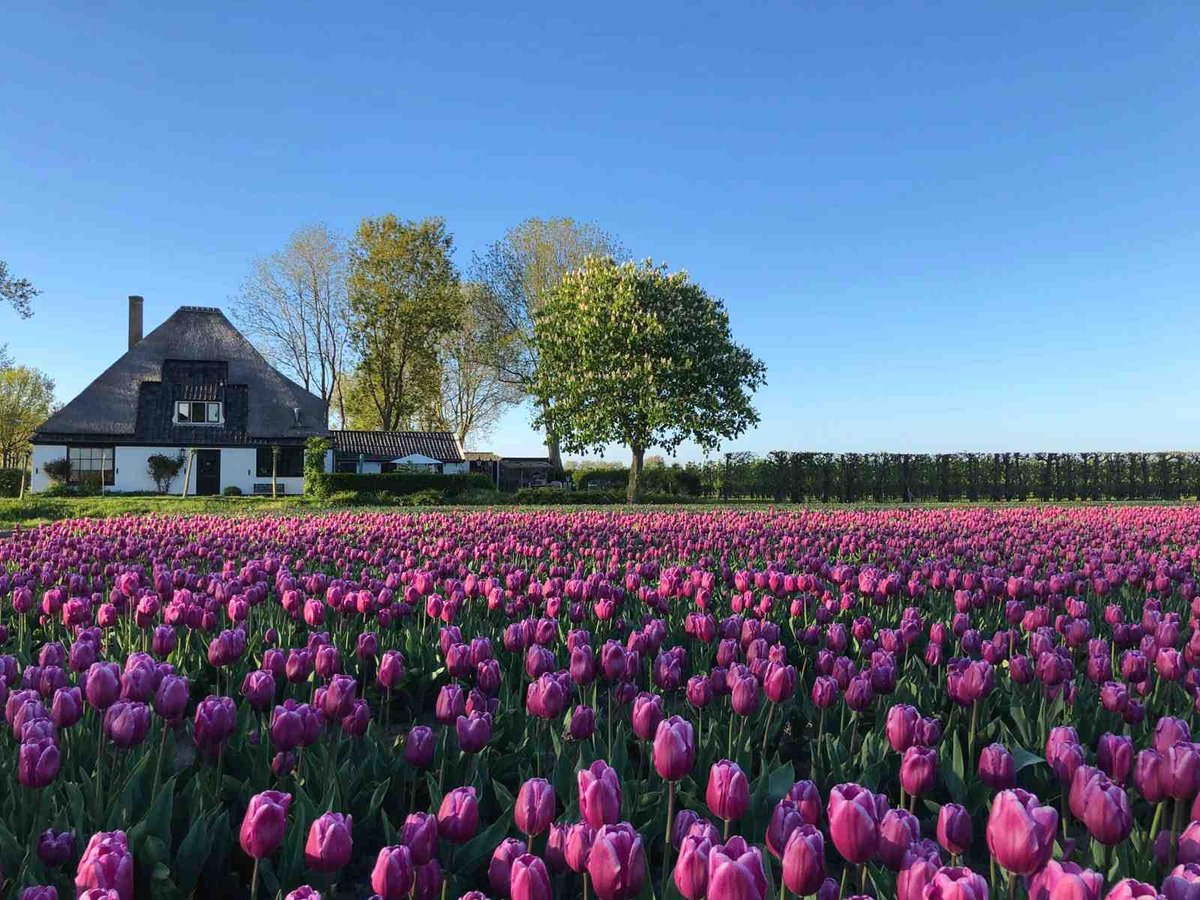 Imagine living in that house with a garden full of tulips (heart eyes emoticon) #goals right?! 
#purpletulips #garden #flowergarden #nicehouse #dreamhouse #dreamgarden #tulipgarden #flowerfarm #flowerfarmer #dreams #netherlands #discoverholland #igholland #dutchlife