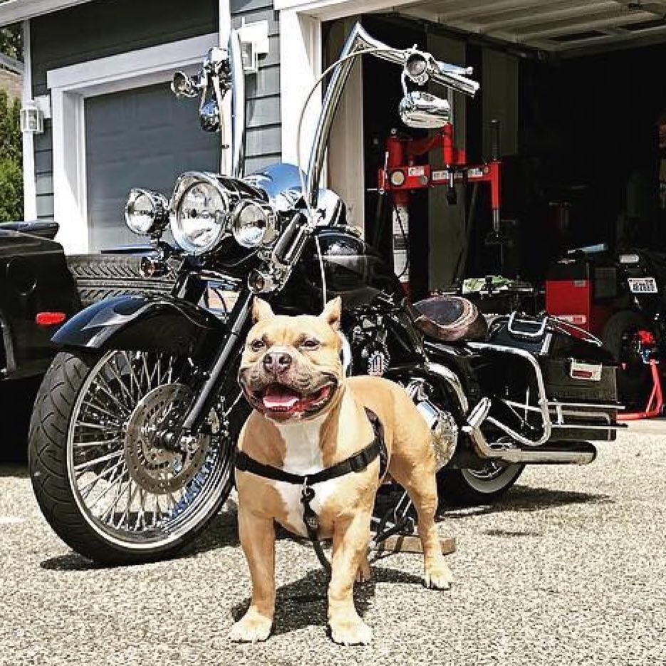 factory_47's tweet photo. #factory47 #maddoggers ✊️
#Repost @chinoxrider with @get_repost
・・・
BULLY. #harley #harleydavidson #HD #hdnation #roadking #roadkingcustom #xicanostyle #xicanostylebikers #cholostyle  #bully #bullybreed #pnw #maddoggers #factory47cycles #factory47 #chrome https://t.co/xI2SONe5FT
