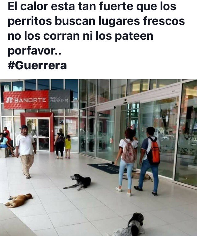 mayumiguillen's tweet photo. 🔴SOS🐾🐾México https://t.co/jt45ZSd4kv