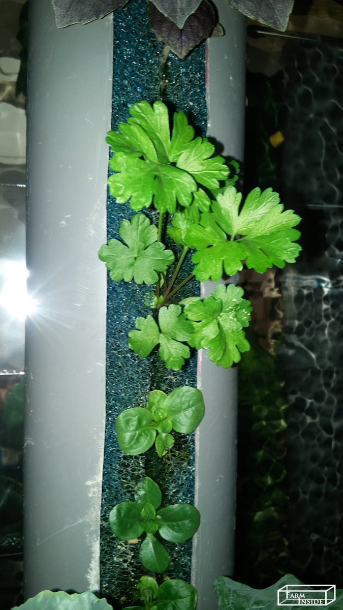 farm_inside's tweet photo. 10 days after transplant #indoorFarming #urbanFarming #futureOfFood #ReinventingFarming  #Greens #seedlings #farmInside #healthyfood #nopesticides #noGMO #noHerbicides #purpleBasil #savewater #verticalfarming #localfood #mint #parsley #lettuce https://t.co/jLC8AgwGPr