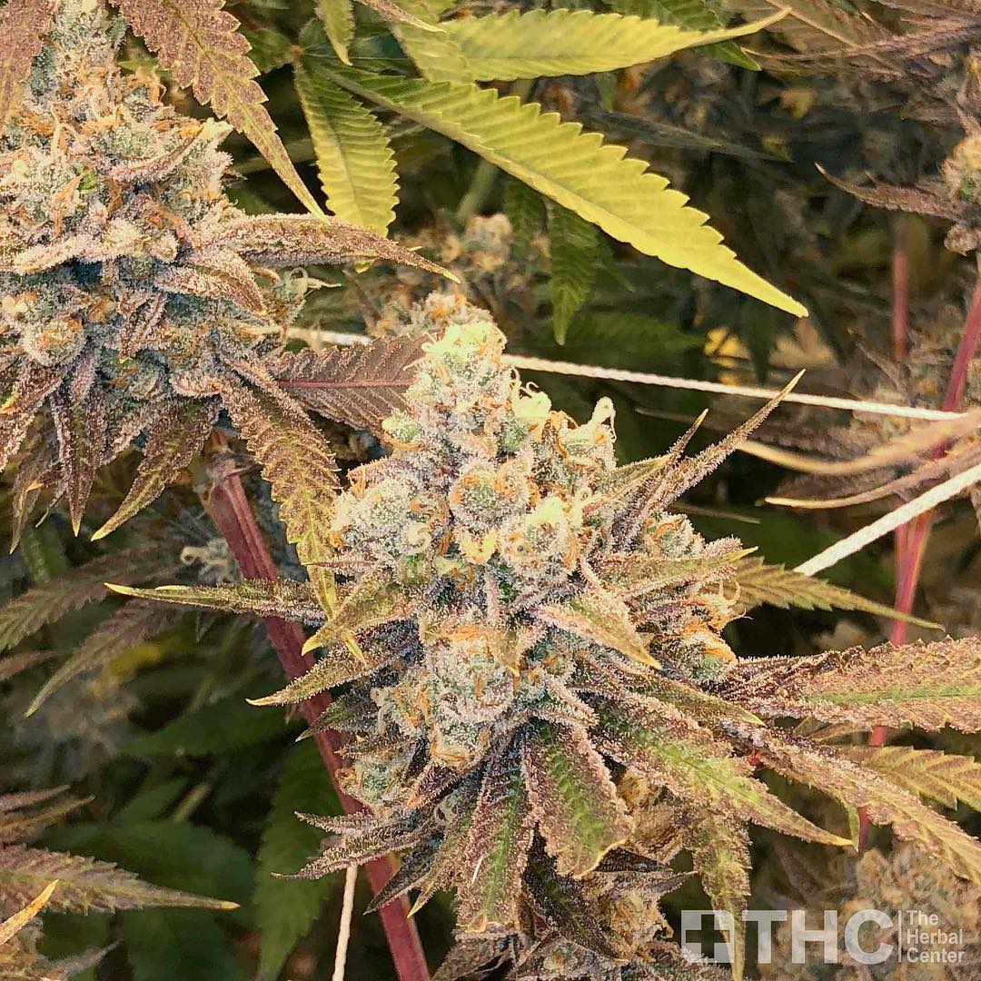 HerbalCenterDen's tweet photo. #Moxie cut Lemon Cake 🍋🍰🍋🎂🤤 cultivated by @theherbalcenterforyou is definitely a keeper. She reeks of Lemon Meringue Pie and we’ll be adding her to our stable of over 125 genetics. 🔥🔥 Dropping soon @theherbalcenterforyou https://t.co/7RTVdmXaZL