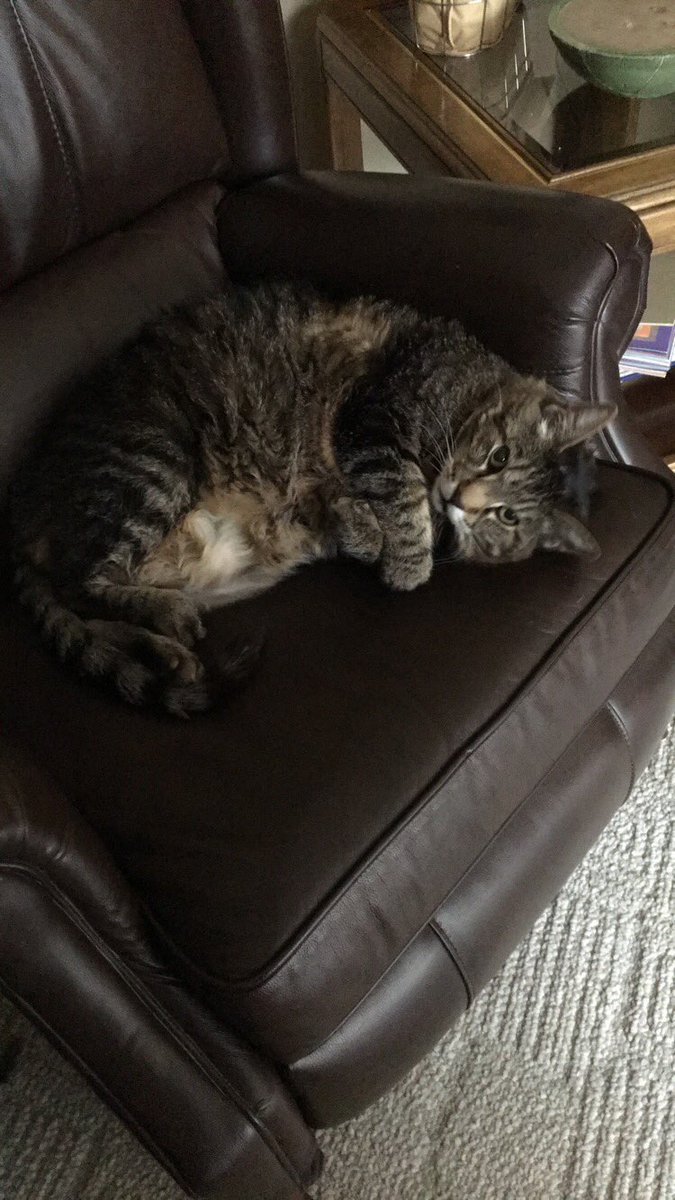 TboneThePhatCat's tweet photo. Rainy Sundays are great cat nap days https://t.co/et3YuSth7c