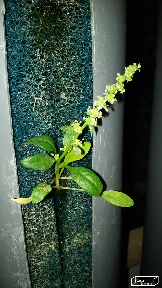 farm_inside's tweet photo. 10 days after transplant #indoorFarming #urbanFarming #futureOfFood  #ReinventingFarming  #Greens #seedlings #farmInside #healthyfood  #nopesticides #noGMO #noHerbicides #purpleBasil #savewater  #verticalfarming #localfood #spinach #chives #lettuce https://t.co/Ga1DdECW9a