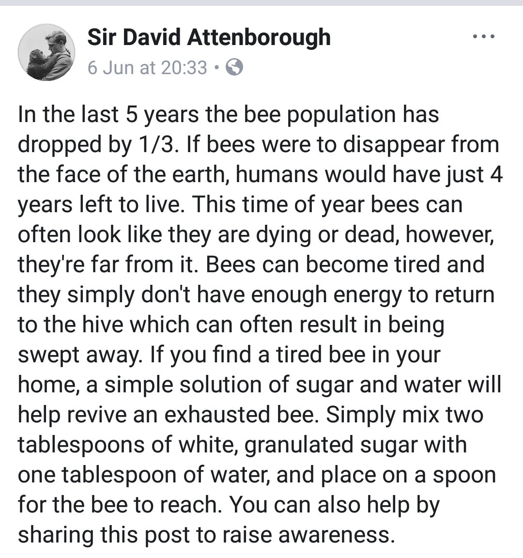 msboylansclass's tweet photo. We have been learning about the importance of bees in our biodiversity lessons. The children have learned ways to help protect bees including one clever suggestion "open the window and let the bee out if you find one trapped in your house". This is Sir David Attenborough's advice https://t.co/GJopEszTSk