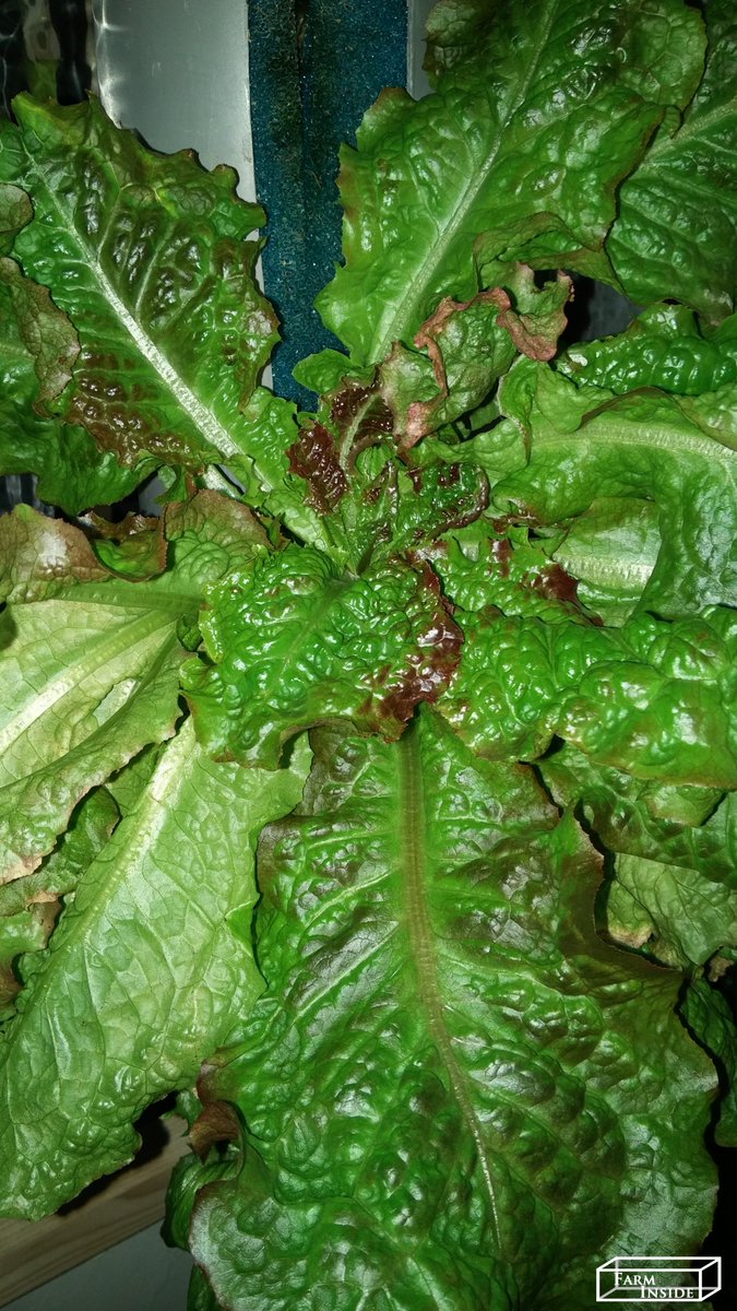 farm_inside's tweet photo. ready to be harvested #indoorFarming #urbanFarming #futureOfFood  #ReinventingFarming  #Greens #herbs #farmInside #healthyfood  #nopesticides #noGMO #noHerbicides #savewater  #verticalfarming #localfood #basil #lettuce https://t.co/sv3Nen8mbO