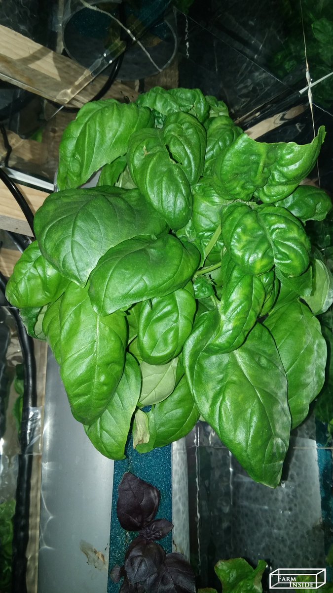 farm_inside's tweet photo. ready to be harvested #indoorFarming #urbanFarming #futureOfFood  #ReinventingFarming  #Greens #herbs #farmInside #healthyfood  #nopesticides #noGMO #noHerbicides #savewater  #verticalfarming #localfood #basil #lettuce https://t.co/sv3Nen8mbO