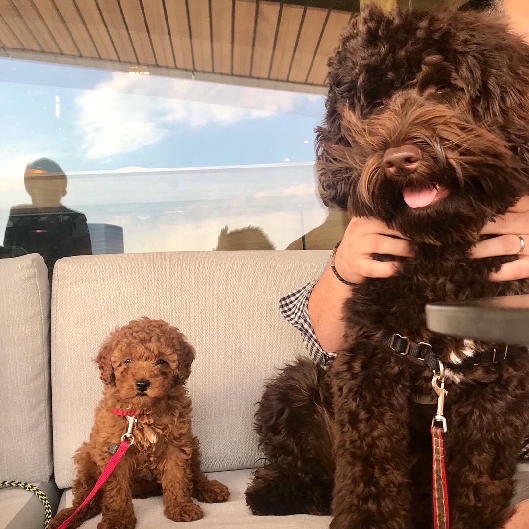 Download Walnut Street Cafe On Twitter The Dog Days Of Summer Are Here Free Get Wallpaper Walnut Street Cafe On Twitter The Dog Days Of Summer Are Here Desktop Wallpaper