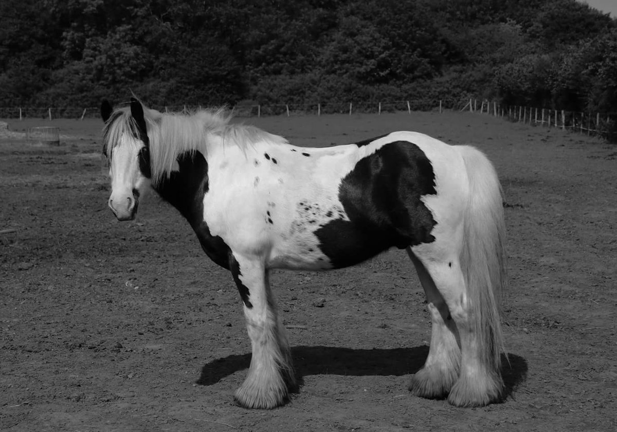 RED01D's tweet image. Percy 😍