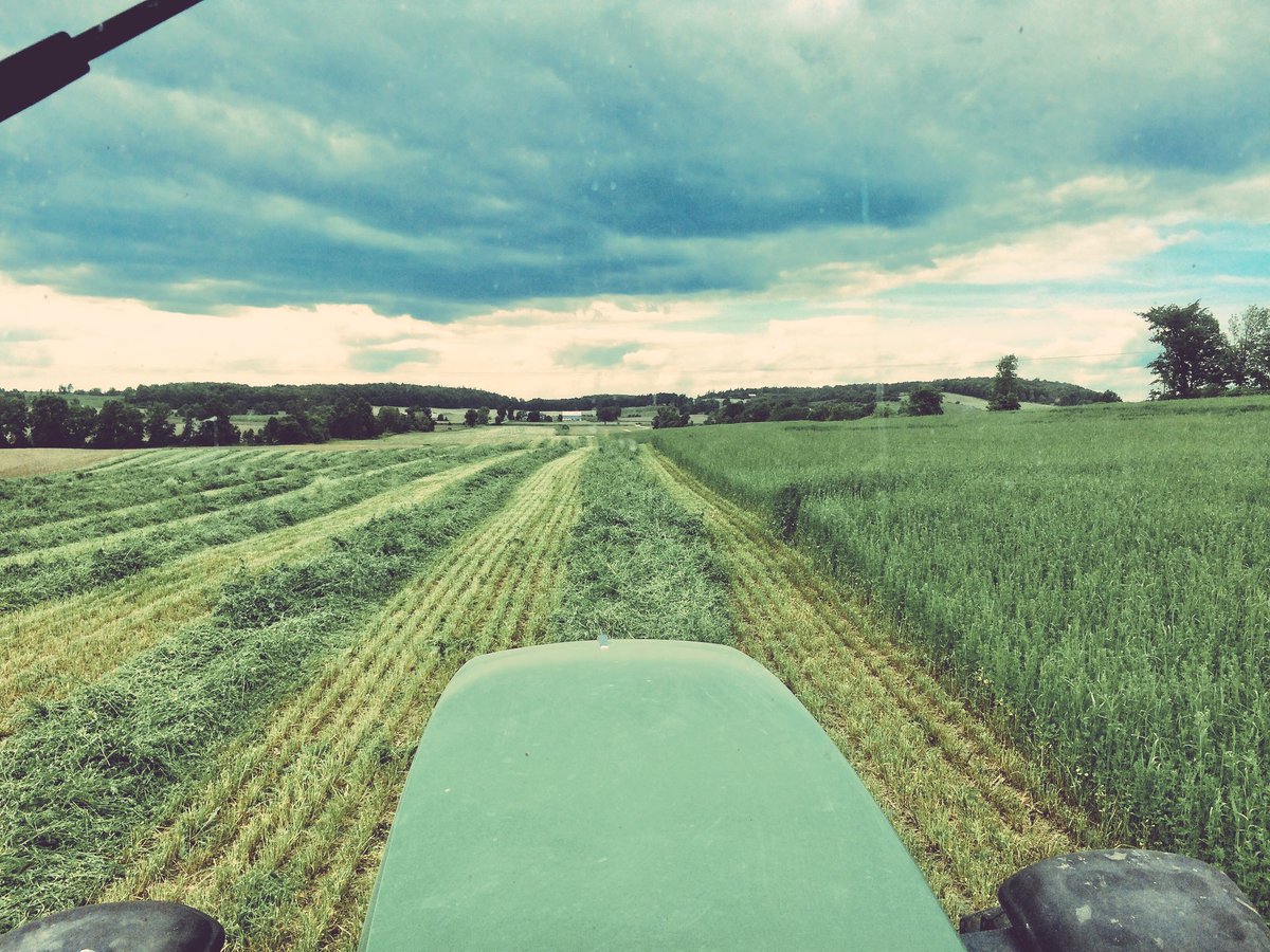 LoriCaughey's tweet photo. 1st cut Alfalfa. Filling silo to feed our 70 milking cows. #localfood #CanadianMilkMatters 🐄🇨🇦 #CdnAg #cdnpoli https://t.co/G0UFdFyRPQ