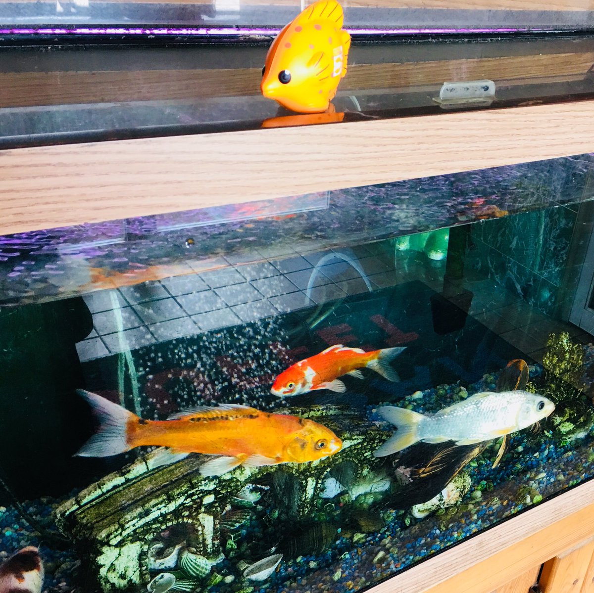 squishythefish2's tweet photo. Did some evangelizing yesterday. I’ve been Freed to Lead! #MOAC18 #squishythefishy https://t.co/w1PBS1nyGg