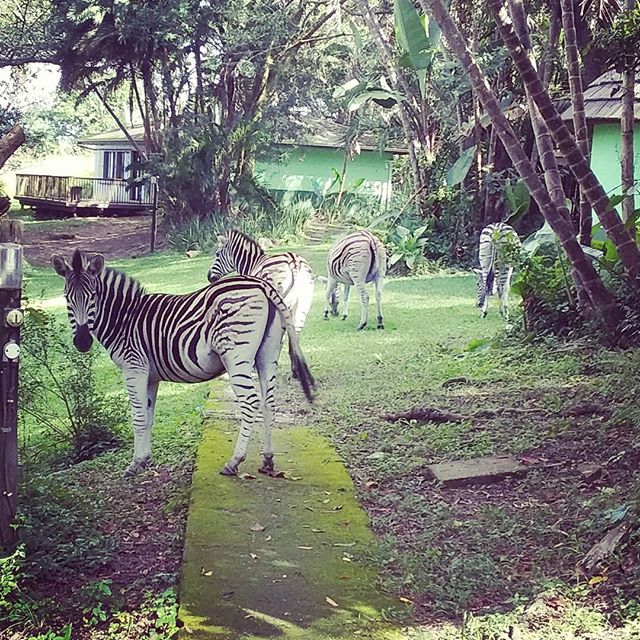 Umdoni Wildlife Project – #Volunteer for #Wildlife
backpackerstravelmagazine.com/umdoni-wildlif…