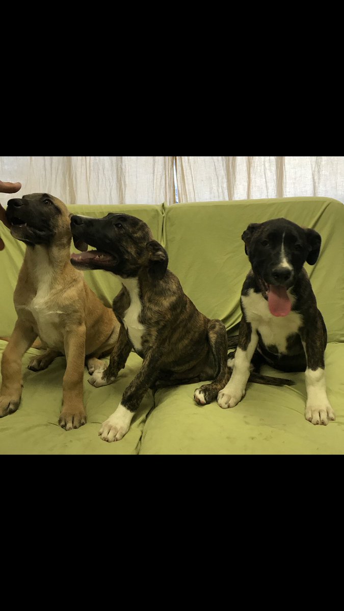 Arrowdogandcat's tweet photo. HELP THESE PUPPIES FIND A HOME!!!!
We have a client who is looking for homes for these beautiful babies! 
1 male "brownie" 
1 female "sparkle" 
If you are interested please contact Sangkiny 
@ (949) 394-1373 for more information:) https://t.co/1RKWcFUSRE