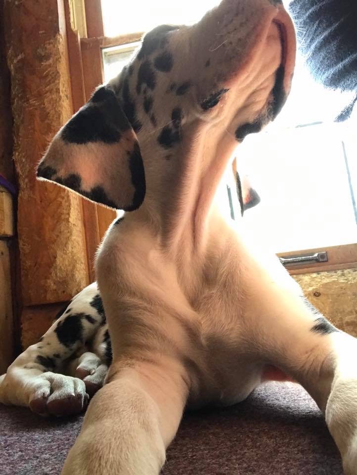 ServiceDogPr's tweet photo. Ms Kelly, can you hold the camera so I can say something?

To my future partner,
I love you. You don't know me yet. You might not even know you'll need me. But I'm training hard to be ready for the day we meet. I can't wait to be your #ServiceDog.
Love
Eeyore

#Dogs
📷Kelly Riley https://t.co/lsd1Z5Wj8O