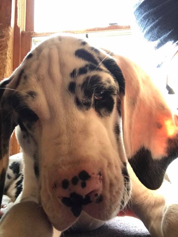 ServiceDogPr's tweet photo. Ms Kelly, can you hold the camera so I can say something?

To my future partner,
I love you. You don't know me yet. You might not even know you'll need me. But I'm training hard to be ready for the day we meet. I can't wait to be your #ServiceDog.
Love
Eeyore

#Dogs
📷Kelly Riley https://t.co/lsd1Z5Wj8O