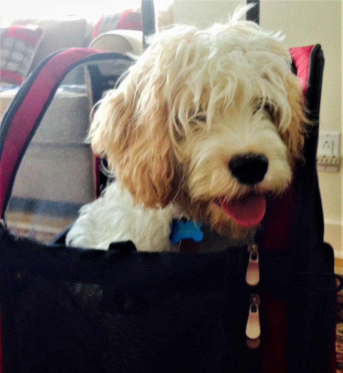 NeeraGuptaMD's tweet photo. #MyFirstPuppy Niko is 22 weeks old today! Niko is practicing sitting in his carrier in preparation for an upcoming train trip in the next couple of weeks! #Puppies #DogsOfTwitter #BigDogSunday https://t.co/jYjhF8Uyx2