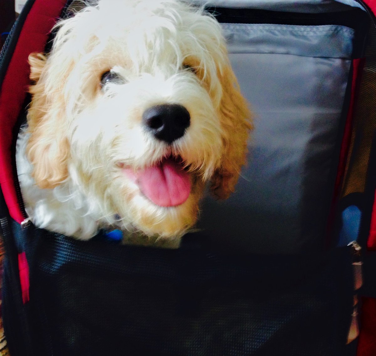 NeeraGuptaMD's tweet photo. #MyFirstPuppy Niko is 22 weeks old today! Niko is practicing sitting in his carrier in preparation for an upcoming train trip in the next couple of weeks! #Puppies #DogsOfTwitter #BigDogSunday https://t.co/jYjhF8Uyx2
