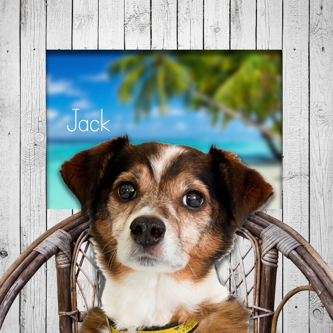 DogsTrust's tweet photo. Our very own Jack @DT_Kenilworth may be getting on, he loves a nap but doesn't stay "stationery" for long🖊 💛🏝  #loveisland https://t.co/VcRGmc6DfG