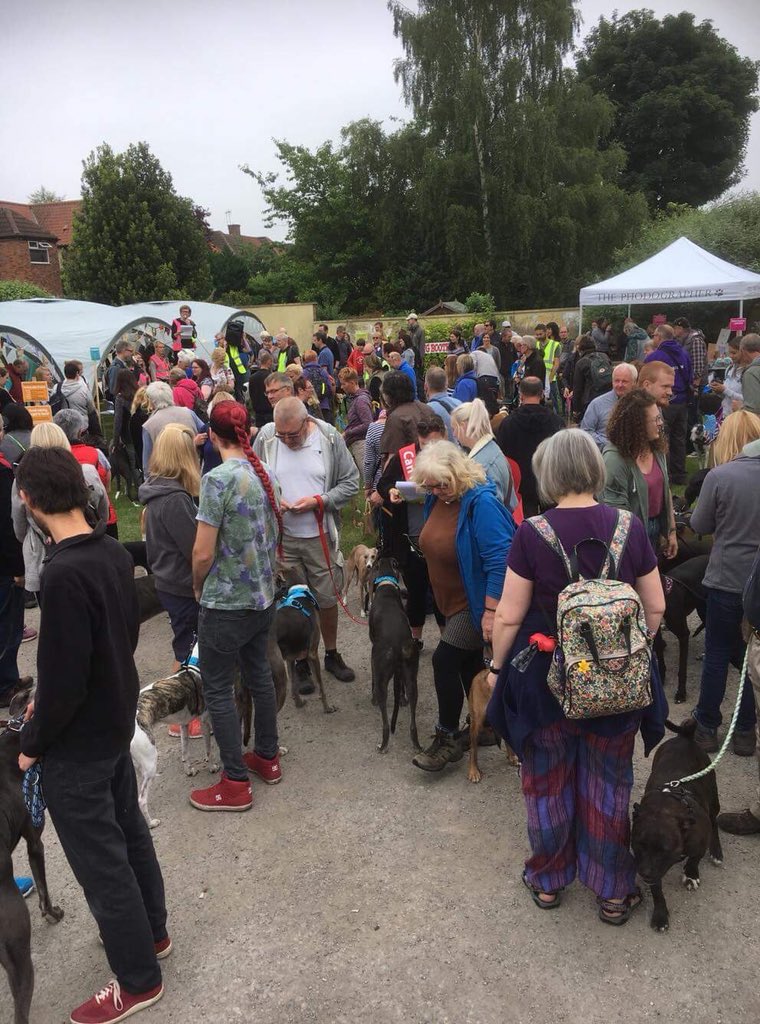 deafiedog's tweet photo. Had a greyt day #GGGW2018 #york so many #pointynoses #sighthounds to talk to sorry if didn’t see all #HoundsofTwitter pals that was here , see you soon I hope 🐾🐾❤️ https://t.co/SO2jNpExUb