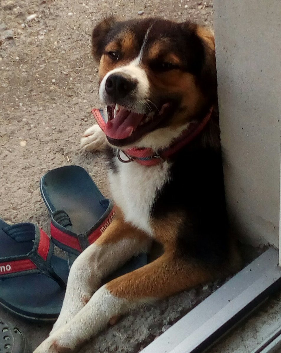 _BarkWoof's tweet photo. Woof 😊 https://t.co/wHrN1HSnSI