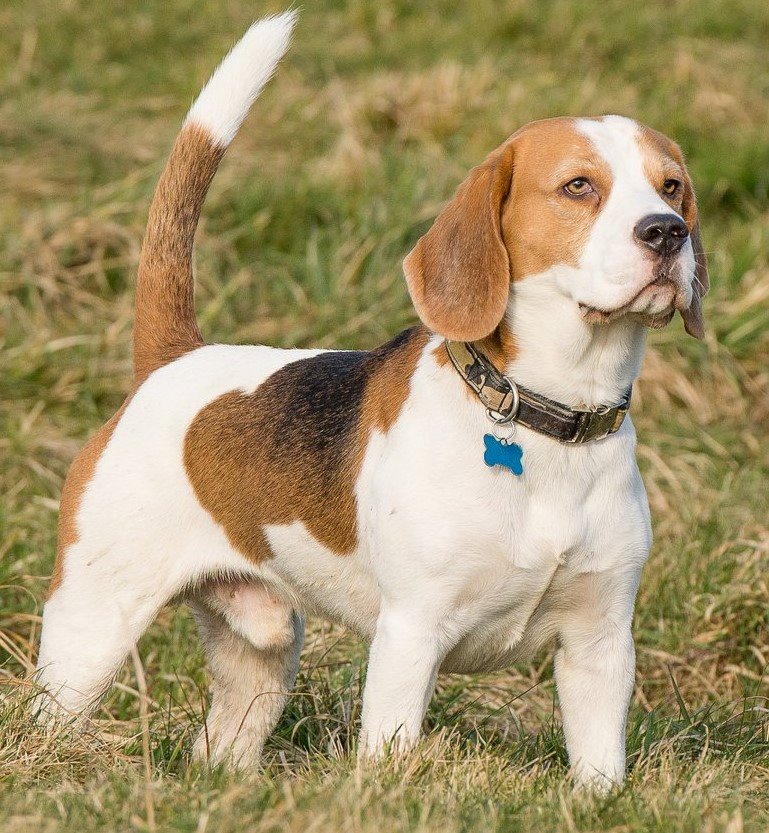 #Cecil #Beagle went missing at 10.20 am from #StokeWoods near #Bicester on Saturday 9th June 2018. Last seen running across the A43 / A4100 roundabout heading back towards #StokeWoods. Lives in #Kidlington so could be making way home. facebook.com/groups/4639790…