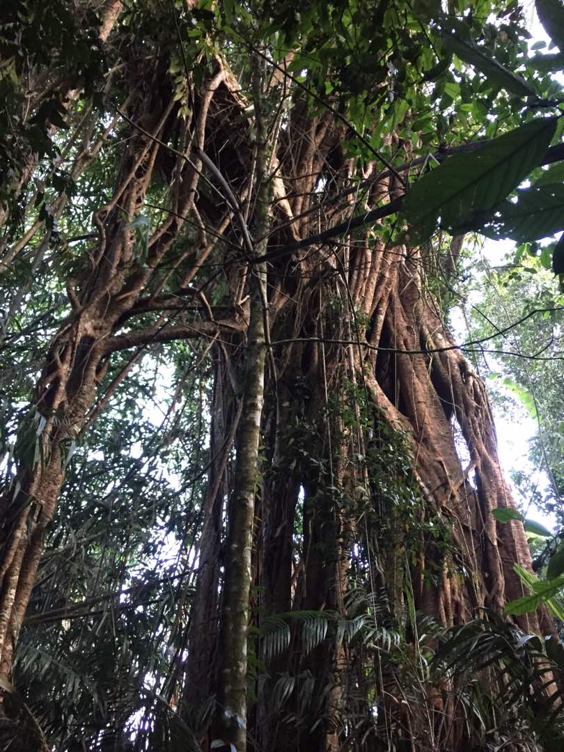 Kita akan melalui betul di bawah pokok ini. Salah satu tarikan di trek ini. Sudah selesai semuanya, trek ini akan dibuka untuk semua merasai keindahan &amp; kesukaran yang ada.