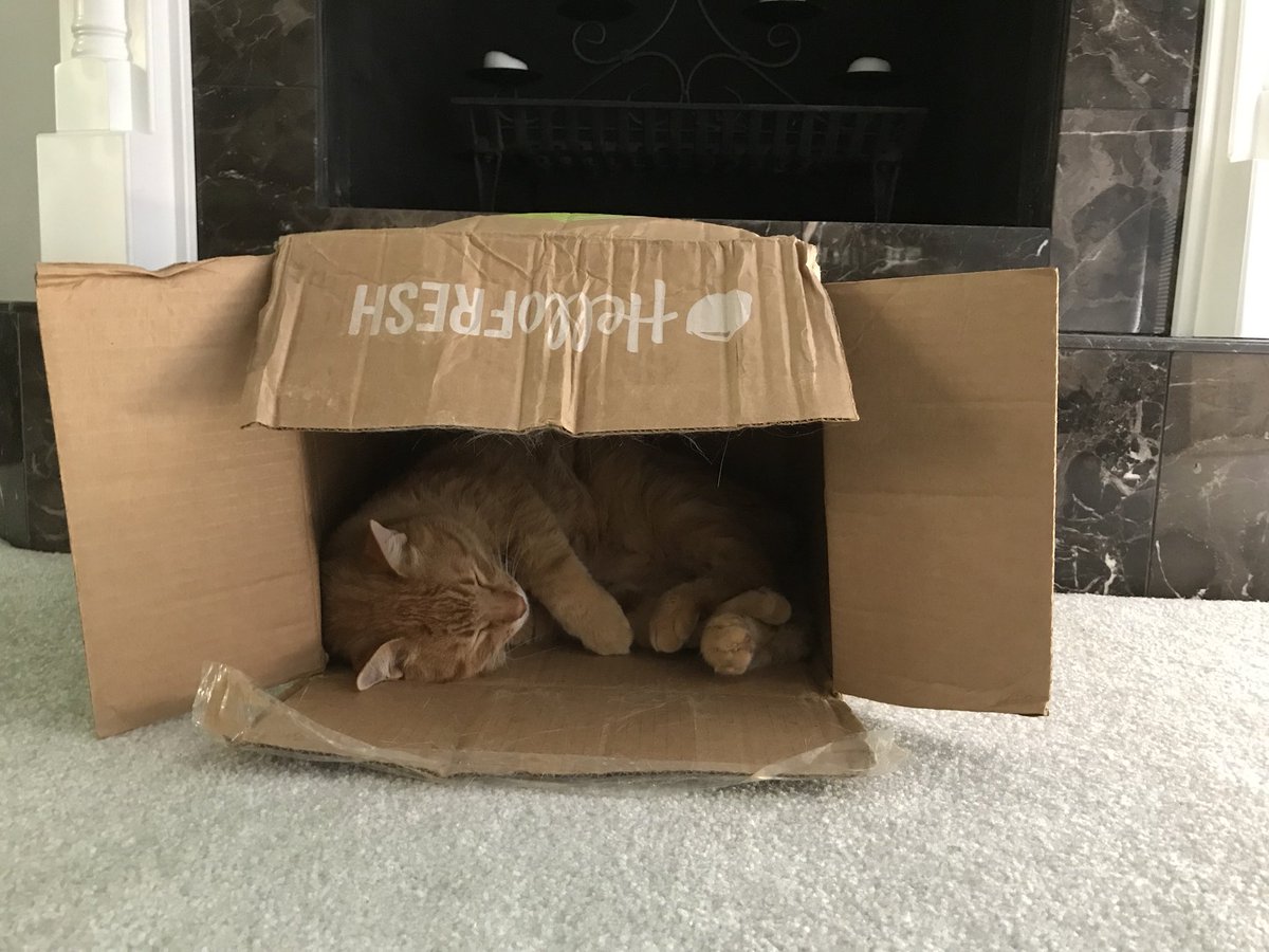 Found a use for the delivery boxes <a href="/HelloFresh/">HelloFresh US</a> #catlife