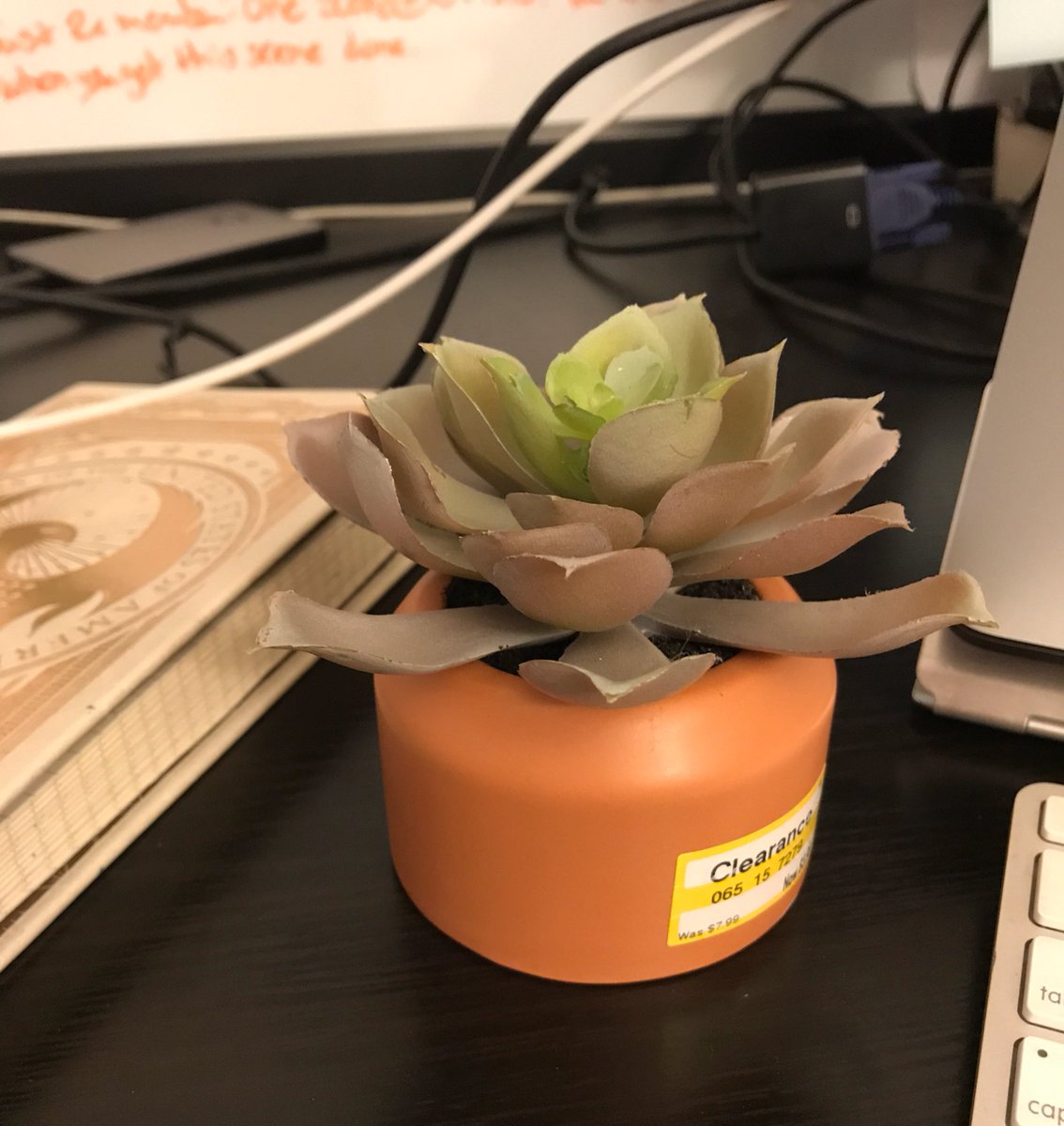 MAJankowski's tweet photo. Finally a succulent I can't kill! (It's not real, but it's spectacular. ) What a find on the Target clearance shelf! #KnowThyself #SavingPlants https://t.co/rt62o1NQFg