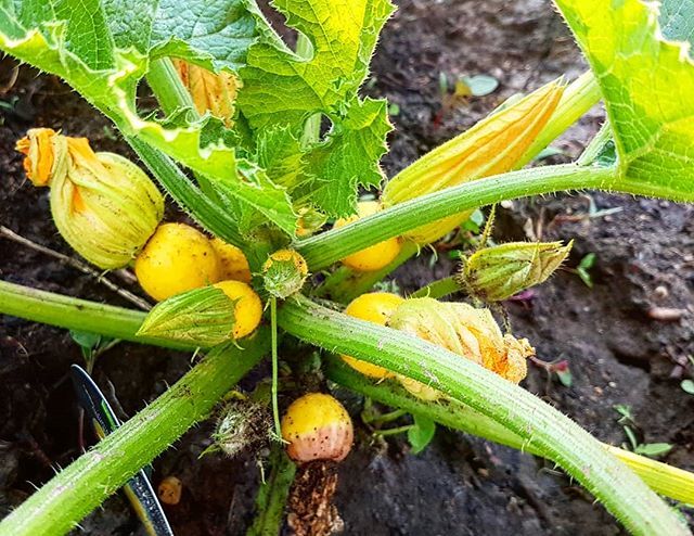 clementhin0's tweet photo. Geduld, junger Padawan. Geduld #892 #instamoment #instapic #igersaustria #dailypic #dailypics #daily #olip #onelifeinpics #nofilter #gartln #gardening #therewillbeparadeis #garten #paradeis #zucchini #gelbezucchini #pflanzen #yammi #yammyamm #gesundejaus… https://t.co/0nQnozFAMV https://t.co/y9iDBDnbkD