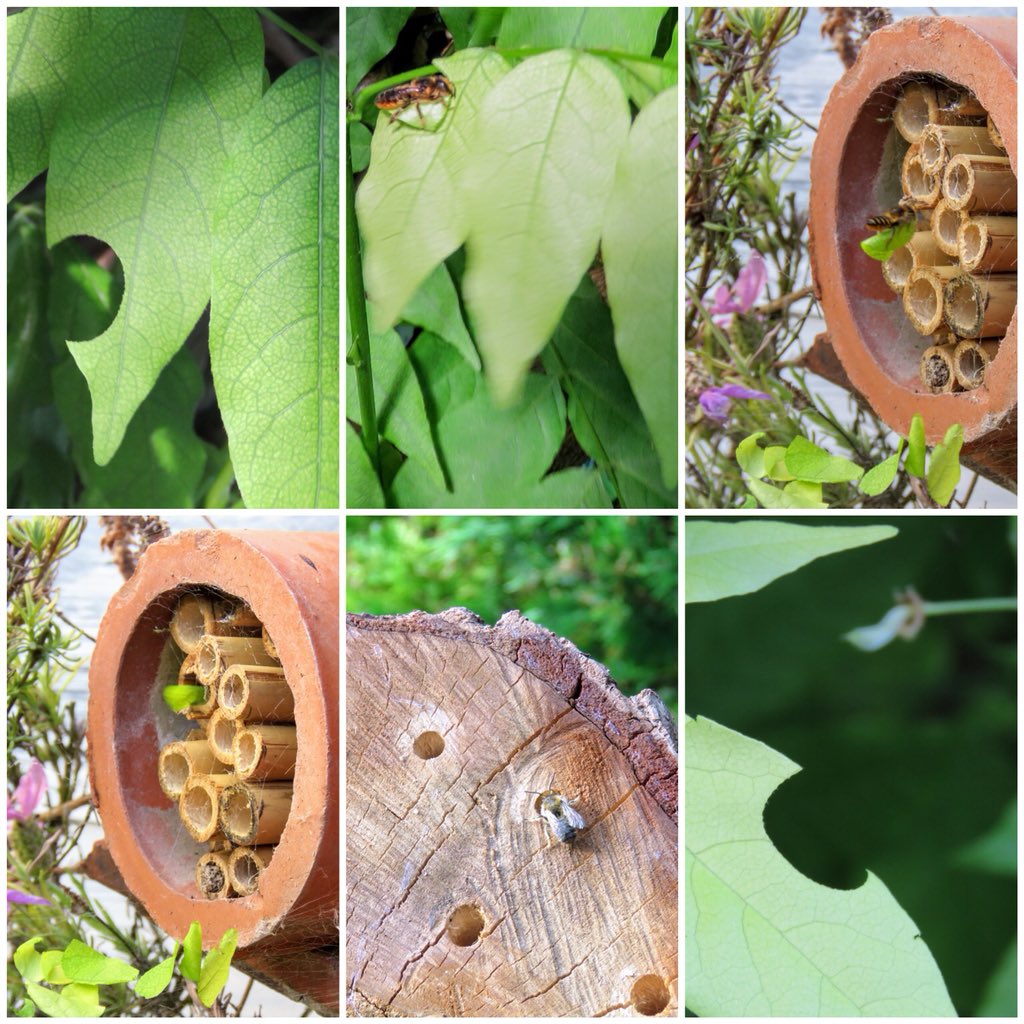 Looking for the tell tale signs of crescent shaped leaves created by the Leaf-cutter bee. A wee cobweb had caught their dropped nesting materials. It lead to finding where she’s laying her individual eggs and to her plant nest preference #plantforpollinators - including leaves