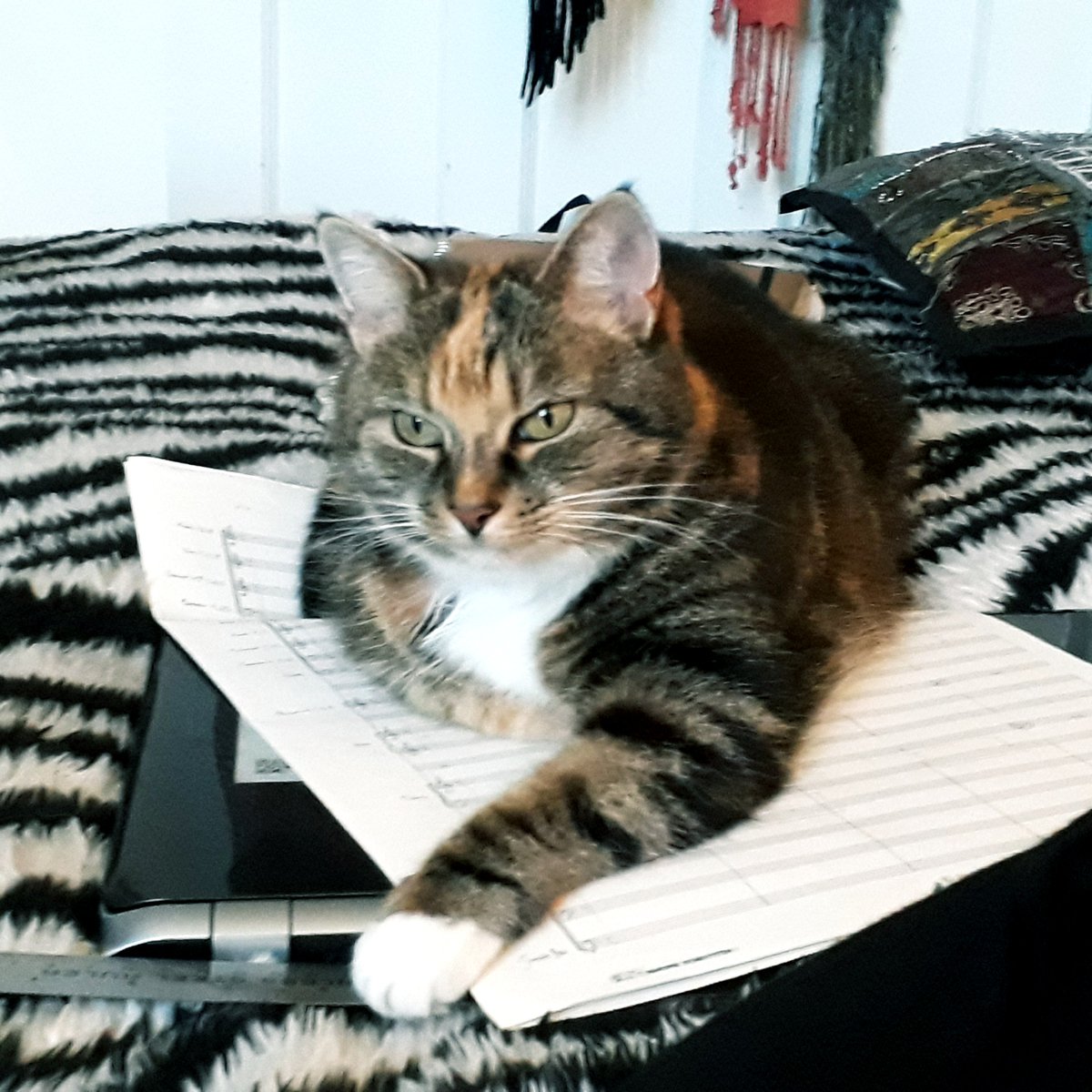 maja_palser's tweet photo. Plotting next steps...? #composercat #ghostwriter https://t.co/A6w3RwVvQj