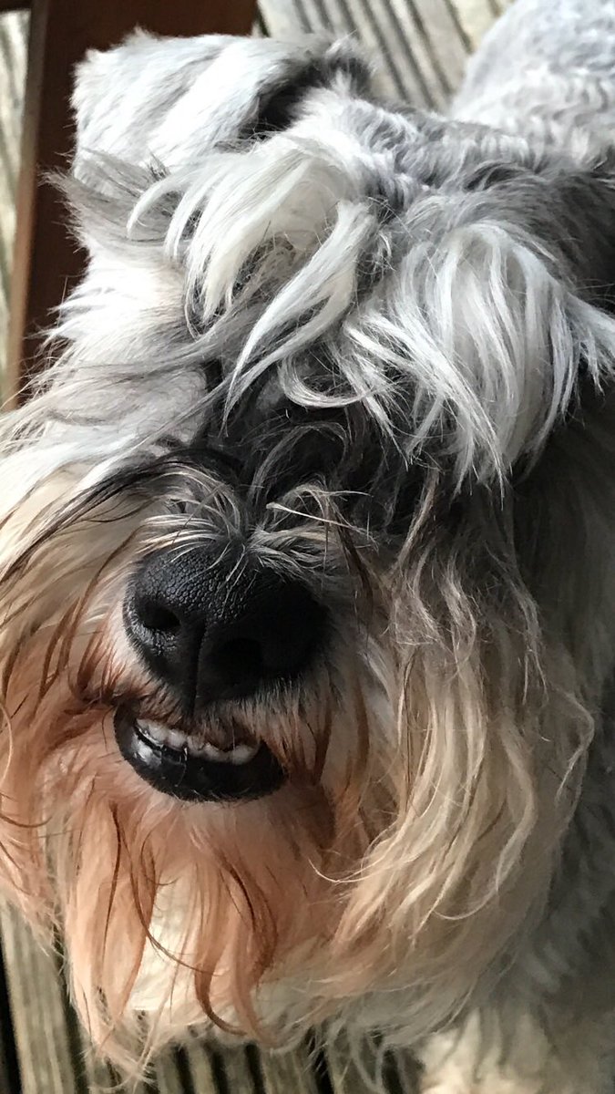 BrilloSchnauzer's tweet photo. Sorry been quiet for a while palz, broke me iPad din I! Got new one now so thought I’d send yoooz meez bezt smile #schnauzergang https://t.co/yDRqEPDm63