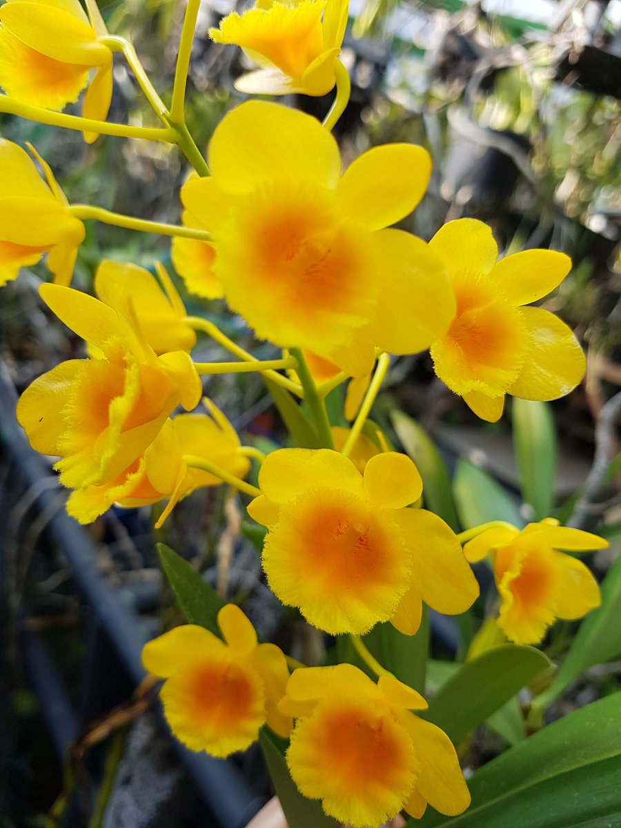 Dendrobium chrysotoxum