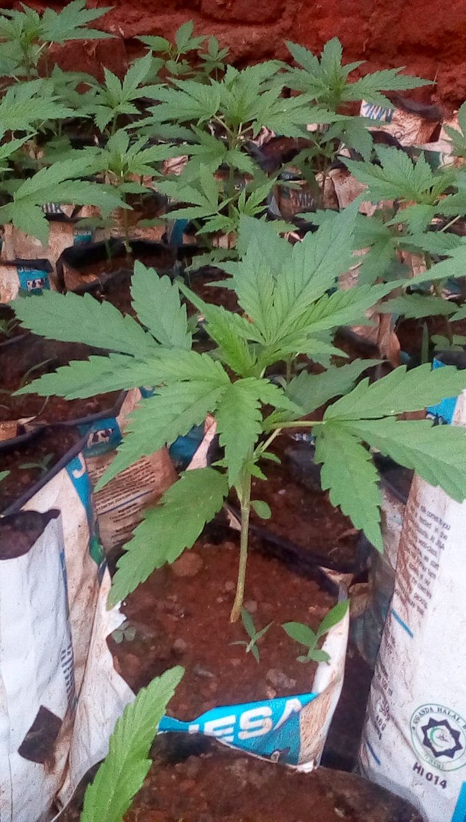KkGarden's tweet photo. #Medicinal #Marijuana! 
Should be legalized for individuals  certified in medical  research  and practice  to save Nation from the cancer rage.  Seedlings for for fresh leaves available. Can be taken as tea or juice.  Note:Must not be taken  in dry form. PM or WhatsApp 0758503603 https://t.co/XkGU4HorAG