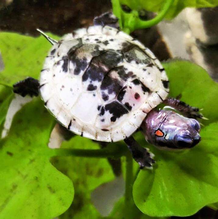 Marchxxd's tweet photo. This exceedingly rare Red Eared Slider, owned by Rich (Rick?) Dixon, has yet to be reproduced. As far as I know, the color morph has yet to be named. Read more about the few turtles that have this unique morph here;
https://t.co/MWCLn97ezJ https://t.co/KH1ZNWnLAS