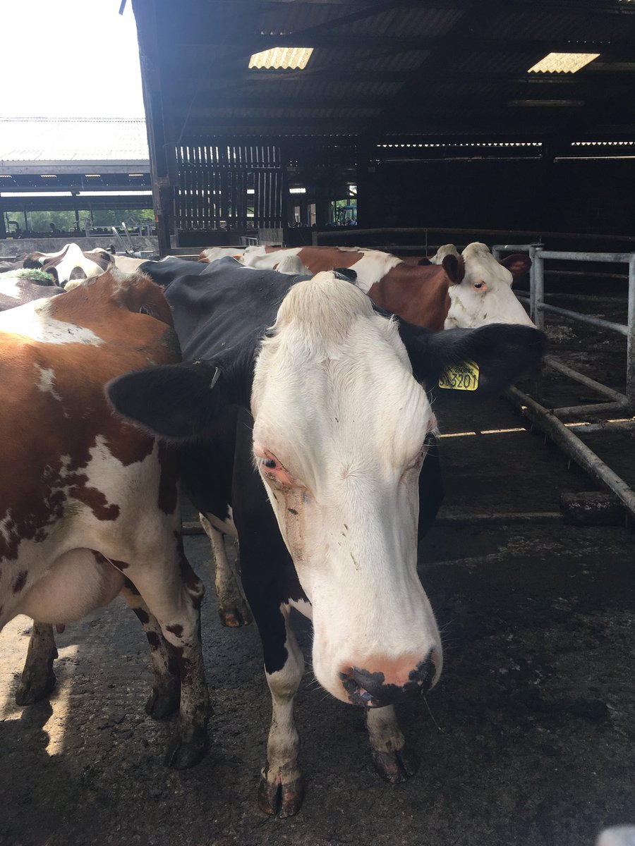 tracy_no_e's tweet photo. Thank you @BorePlace for a truly fabulous day - we always learn something new about farming every year #organicmilk #OpenFarmSunday18 #ilovefarms 💗 https://t.co/6fLZ90y3mb