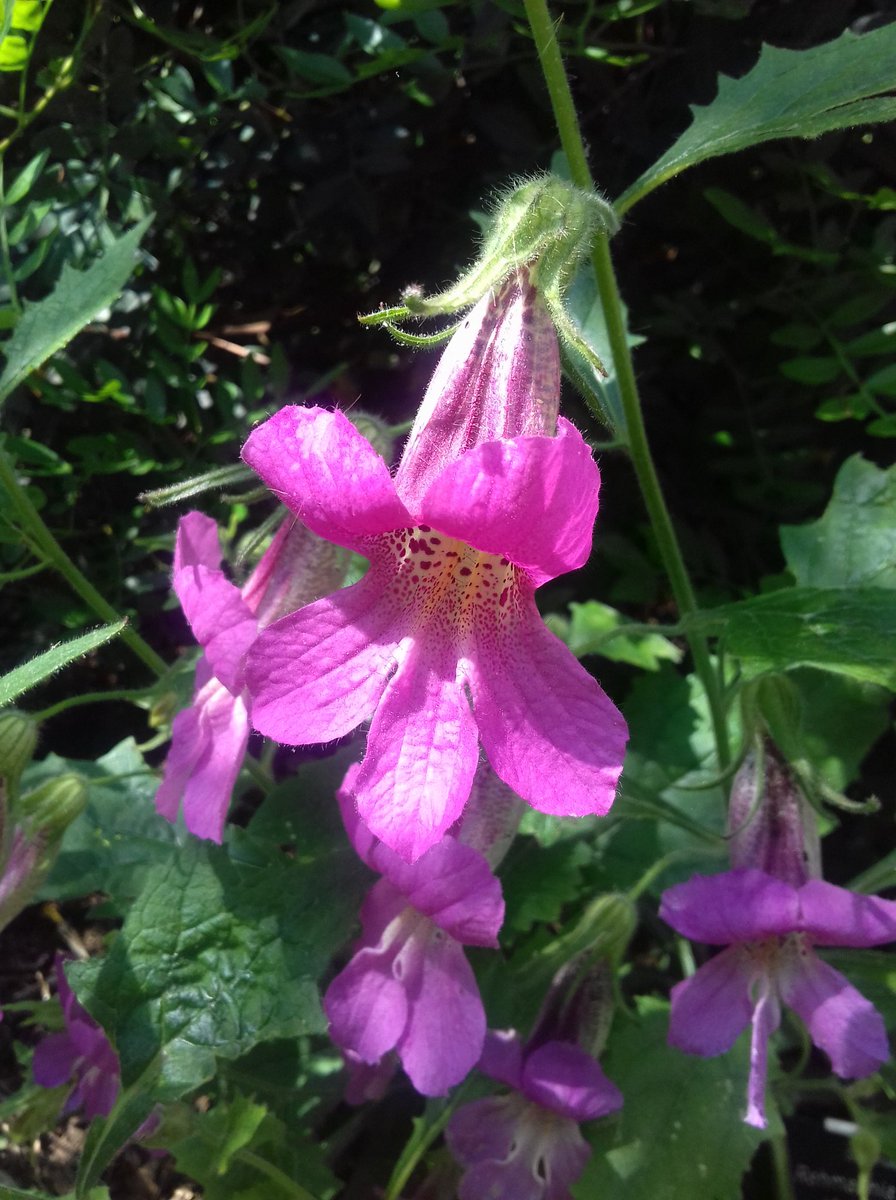 Sensounet's tweet photo. #ogsw2018 garden of medicinal plants @ royal college of physicians #London https://t.co/Ng8Yjg8VhE