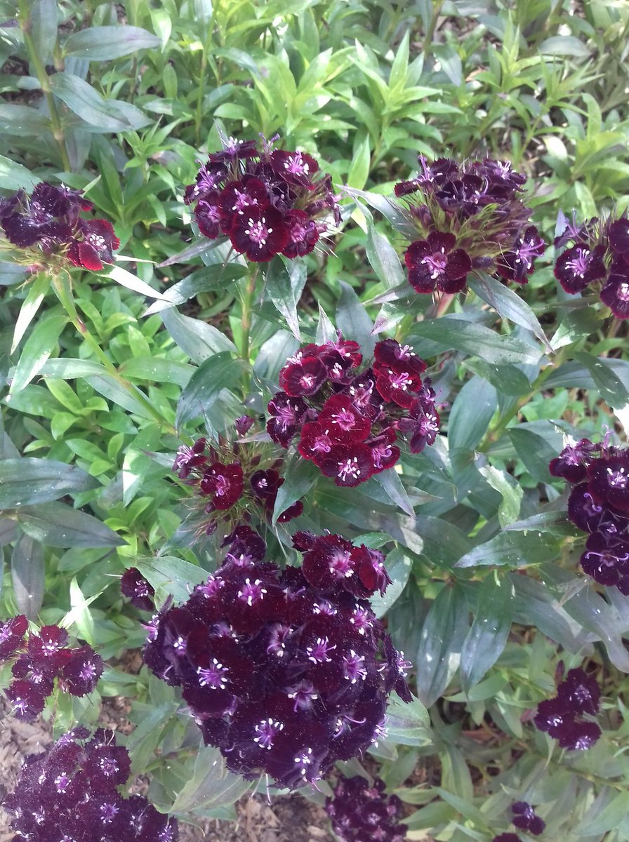 Sensounet's tweet photo. #ogsw2018 garden of medicinal plants @ royal college of physicians #London https://t.co/Ng8Yjg8VhE